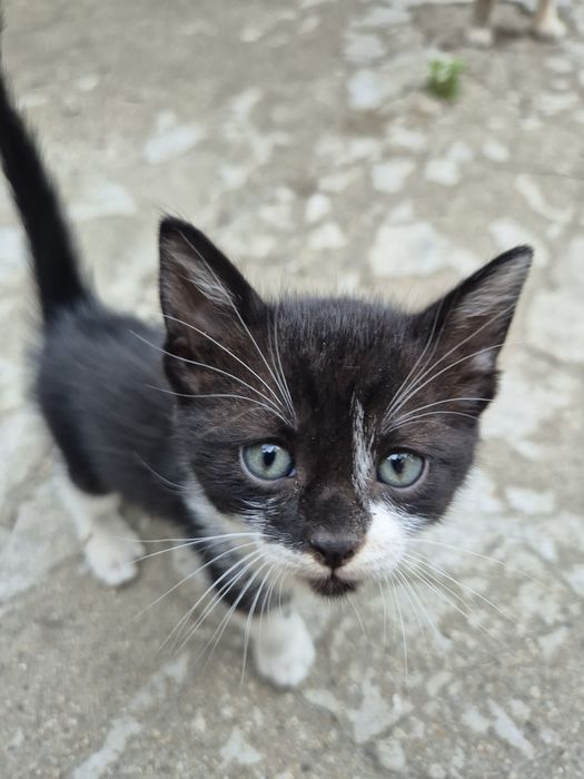 Подарявам малки котета