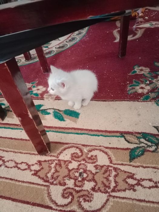 Мысық тегін берем маргау