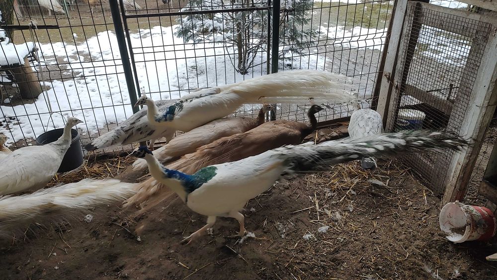 Păuni pt pretențioși!!!