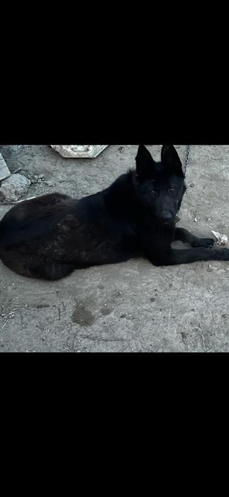 1 жасар ит сатылады