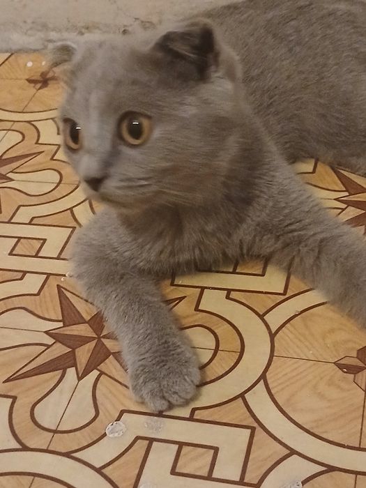 Британский котёнок 3 месяца
