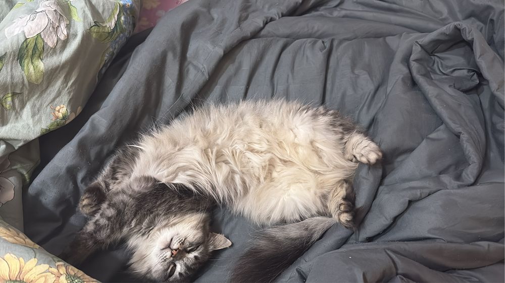 Отдам кошку в хорошие, добрые руки