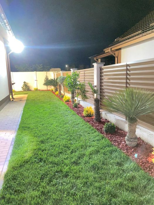 Plante – Palmier Trachycarpus Fortunei – Toate dimensiunile disponibile