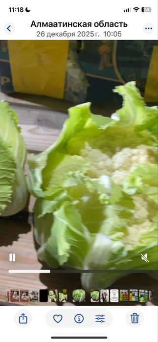 Продаём Цветную  капусту