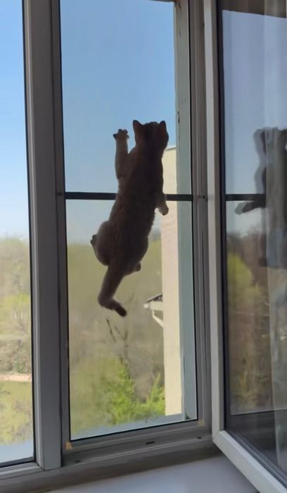 Москитные сетки АНТИКОШКА