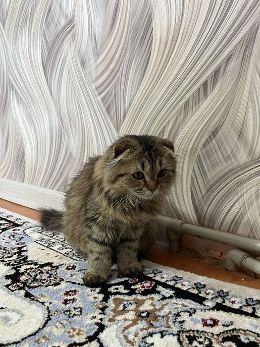 Мысык сатылады 4айлык