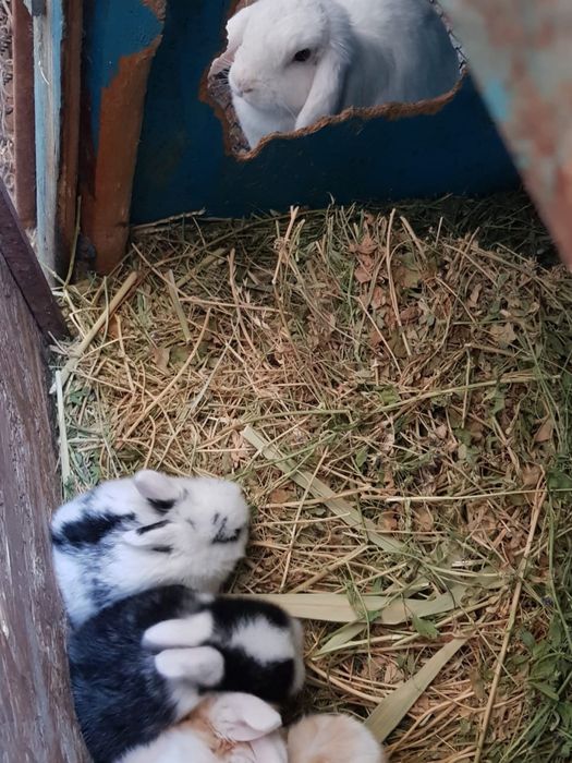 Декоративные кролики