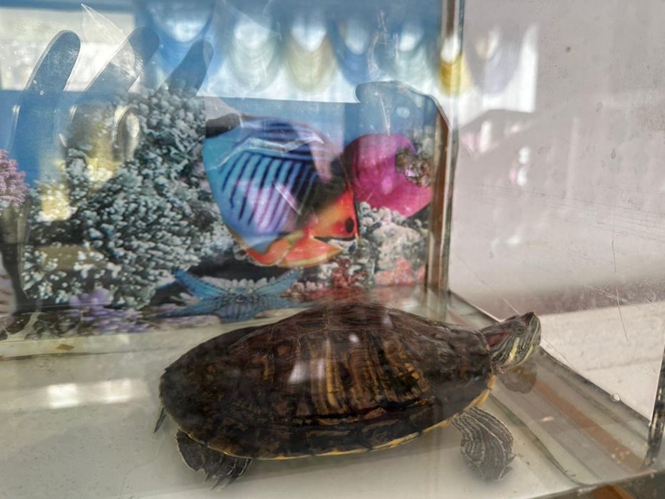 красноухая черепаха