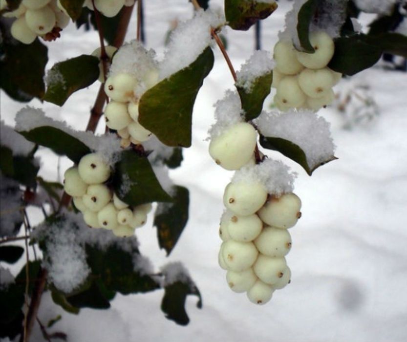 Снежноягодник кустарник декоративный, ЗКС