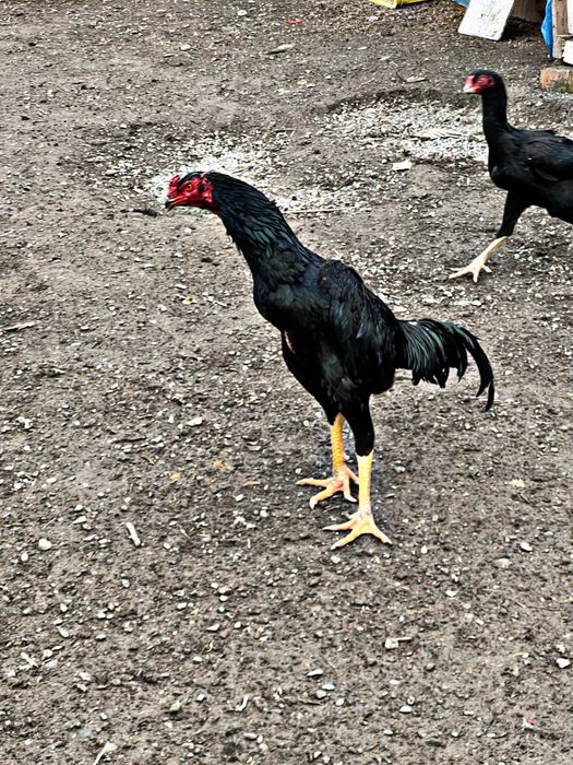 кореа тозаси пихчи