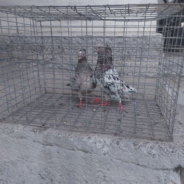 Челкар двух чуби пара гатовый