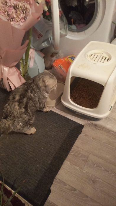 Шотландская вислоухая кошка