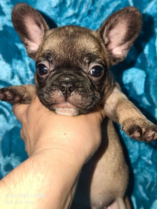 Щенки французского бульдога.