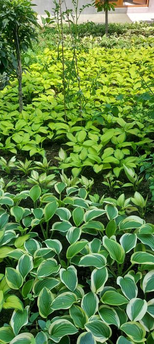 Хоста многолетний