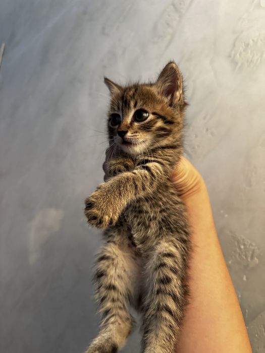 Котята ,3 мальчика 1 девочка , ходят в латок