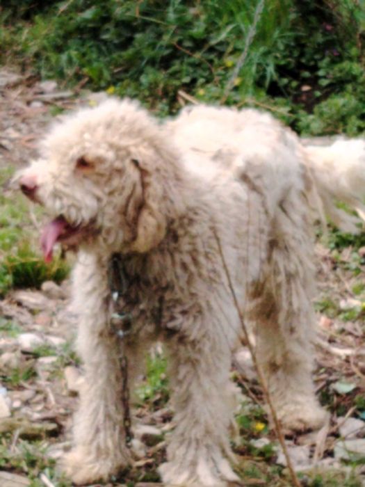 Обучено логото за трюфели