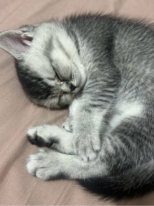 Britanskiy serebrenniy shinshila