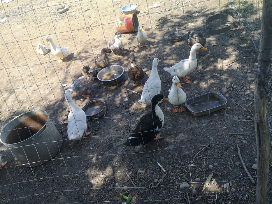 Rate pekin rouen
