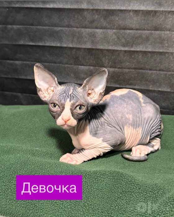 Сфинксы котята...