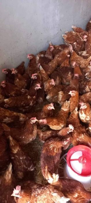 Gaini(transport gratuit)