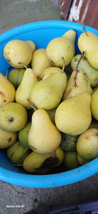 Продам саженцы яблони и груши