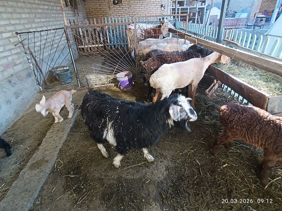 Она бола Эчкилар сотилади