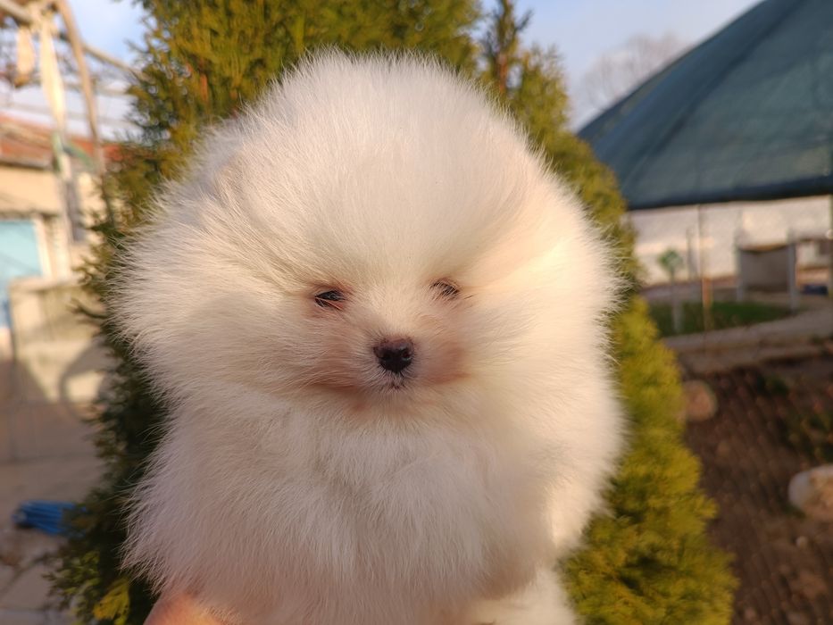 Померан/Померани