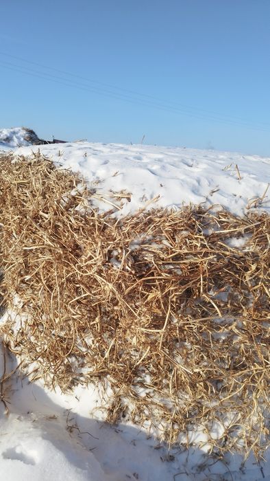Продам гороховую солому