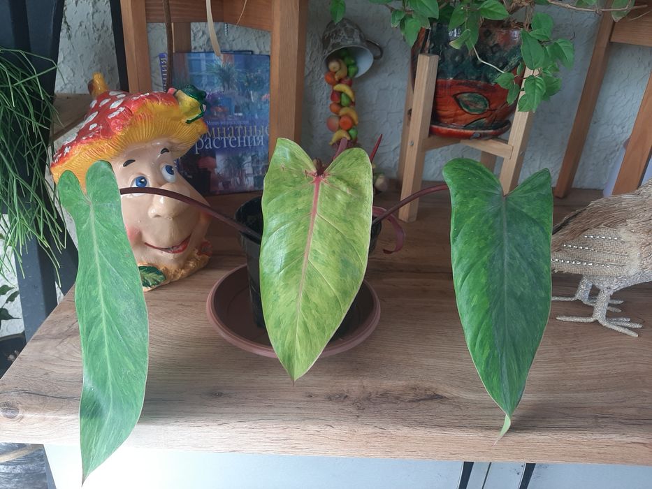 Комнатные растения в ассортименте