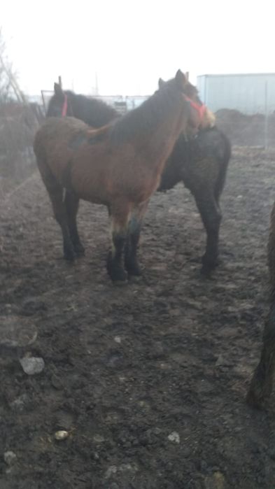 Vând 4 mânji 7/8 luni