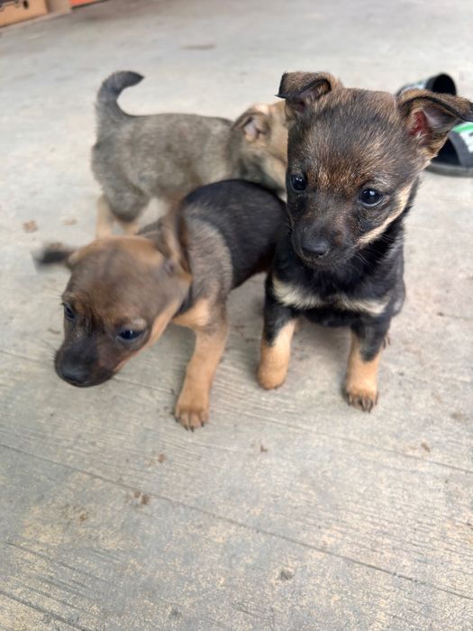 Кучета на 50 дни мъжки и женски смесица между пинчер и чихуахуа