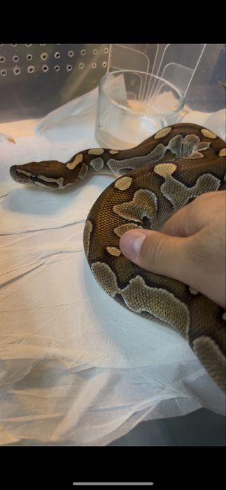 Королевский питон змея