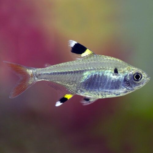 Продам аквариумных рыбок