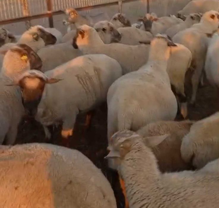 Семіз Қойлар сатылымда Жирные бараны