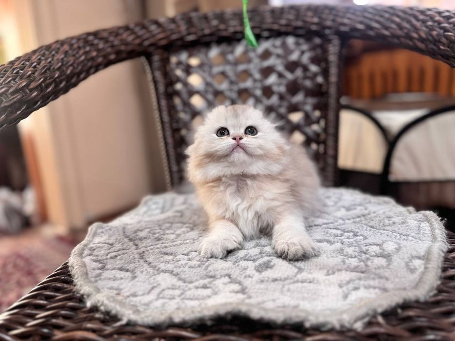 Продаётся котёнок скоттиш фолд!