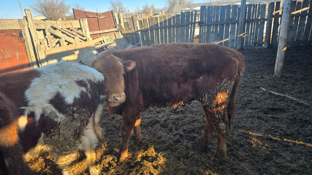 Откорм баспақтар 4 бас бука