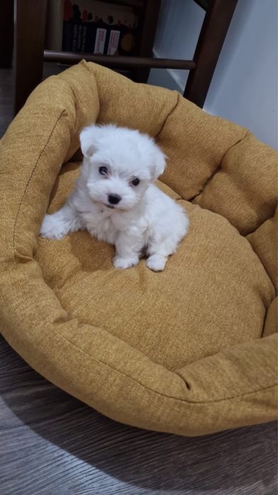 Mascul bichon maltez miny toy