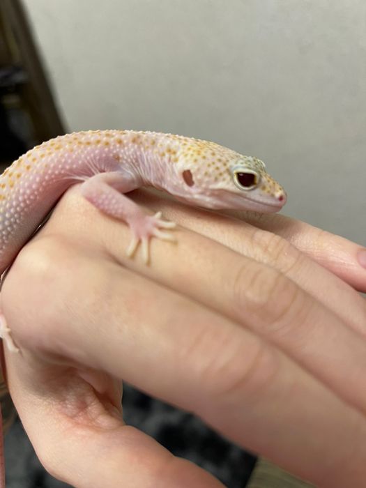 Продам ручных эублефаров