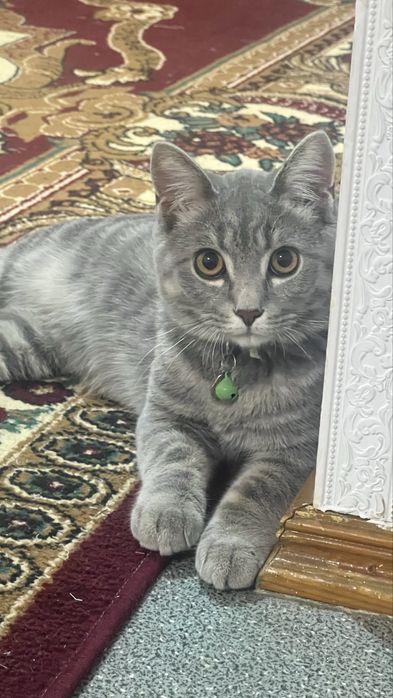 Отдам кота в добрые руки