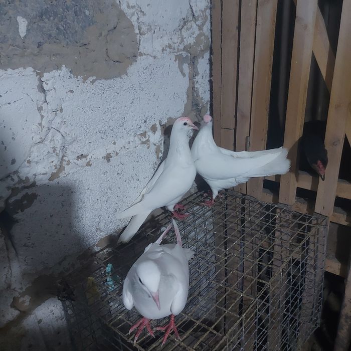 Бели Иран пара еше 1самец лет с игрой