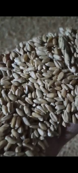 Продаю Ячмень, Пщеница, Овез - Оптом