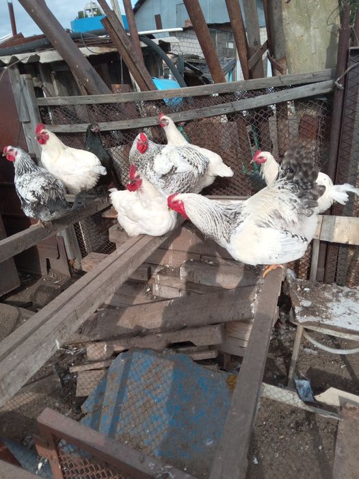 Продам. Петухи. Молодёжь.