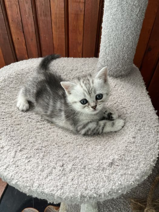 Котята шотландской породы