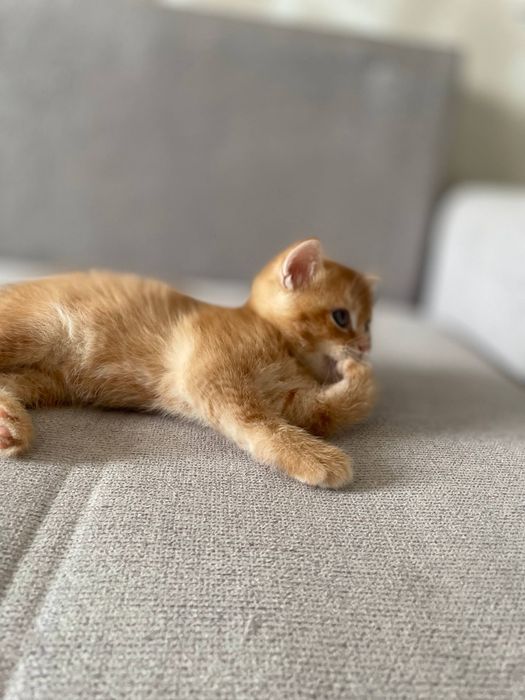 На продаже котята