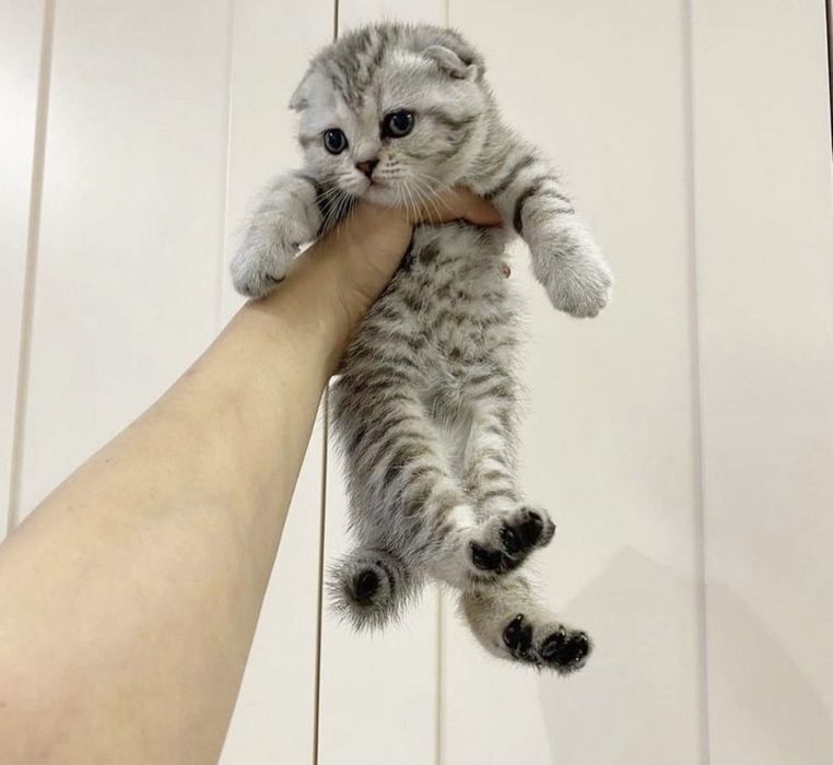 Вислоухие Шотландские котята
