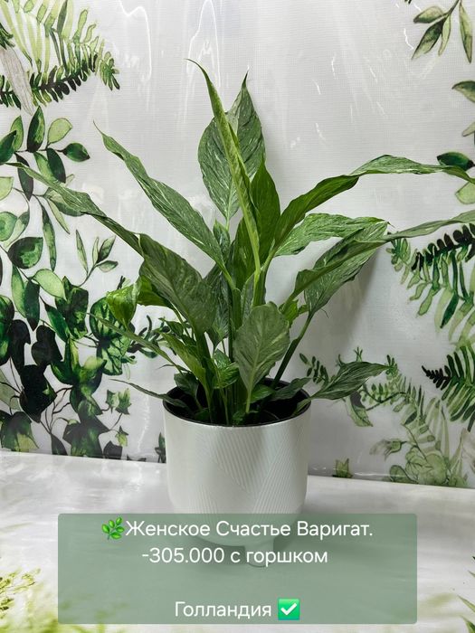 Эпипремнум Марбл, Эпипремнум Нжой, Замиокулькас и другие растения