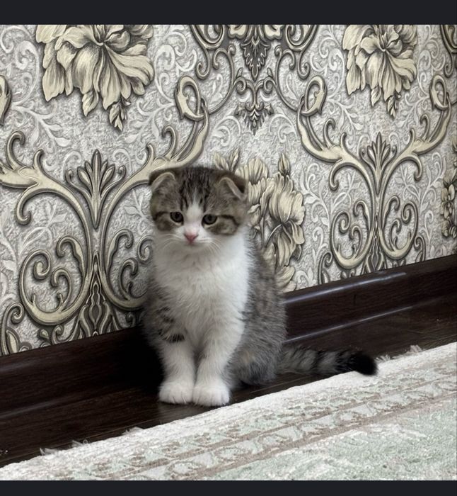 Котята Скотиш фолд