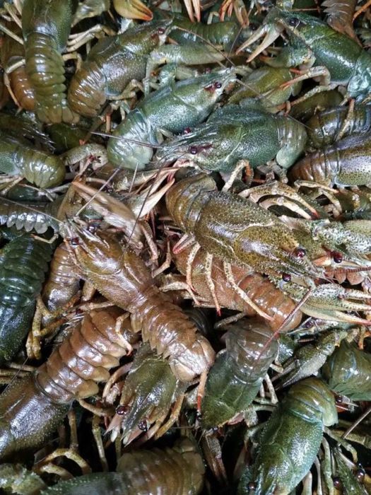 раки, креветки, морепродукты