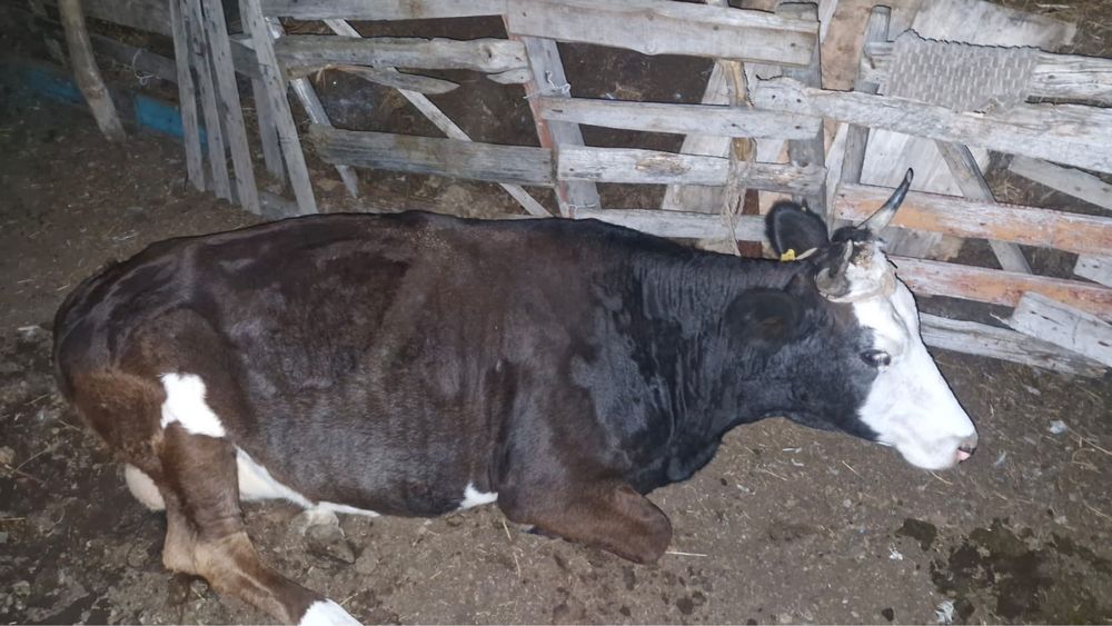 Продам дойную корову