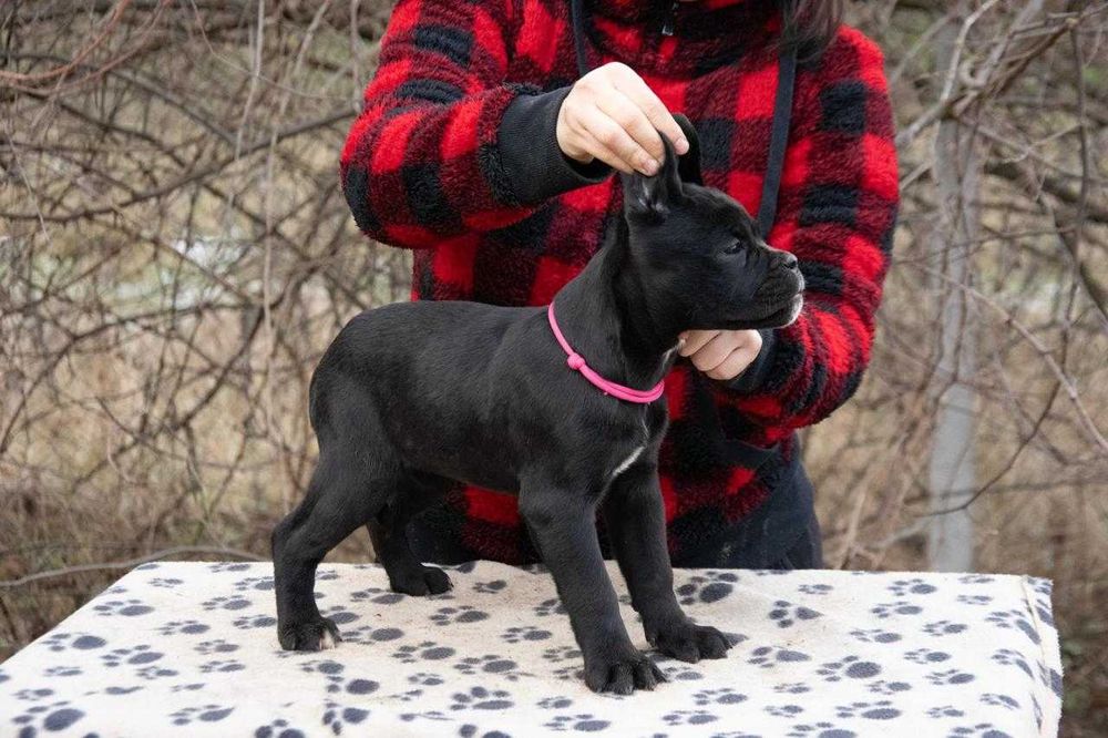 Cane Corso femela 3 luni Negru